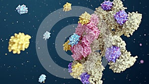 process of Caspase-9 is activated on the apoptosome complex