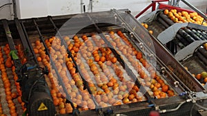 Process of cleaning citrus fruits in sorting factory. Freshly harvested ripe tangerines going through washer machine
