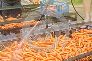 The process of cleaning freshly harvested carrots from the soil using pressure washer. Eco friendly products. Agriculture. Farming