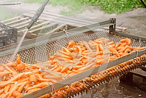 The process of cleaning freshly harvested carrots from the soil using pressure washer. Eco friendly products. Agriculture. Farming