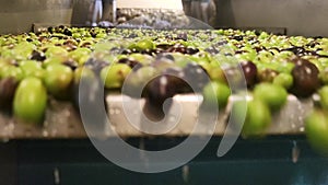 The process of cleaning olives to make extra virgin olive oil