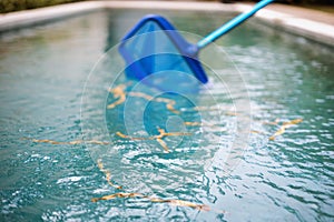 Cleaning swimming pool of fallen leaves with special skimmer mesh equipment