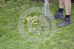 Process of cleansing the lawn from fallen leaves with rakes