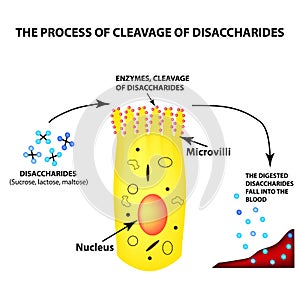 The process of cleavage of disaccharides. Structure of the enterocyte. absorptive cells intestine. Infographics photo
