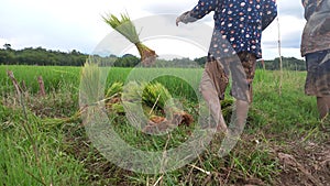 The process of colecting rice seeds