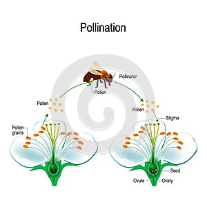 The process of cross-pollination using an animal of pollinator