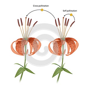 The process of cross and self pollination. Reproduction in Plant