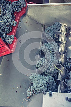 Process of crushing the grapes in winemaking