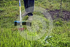 Process of cutting green grass with trimmer in garden. Rotating head with red fishing line cuts grass. Gasoline powered mower.