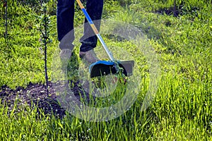 Process of cutting green grass with trimmer in garden. Rotating head with red fishing line cuts grass. Gasoline powered mower.