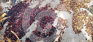 process of dates in my village turbat