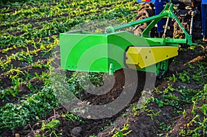 The process of digging up a crop of potatoes. Harvest first potatoes in early spring. Farming and farmland. Agro industry