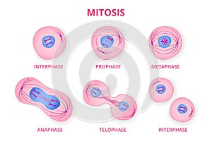 Process of division of organic cell