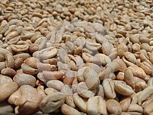 the process of drying coffee before rosting