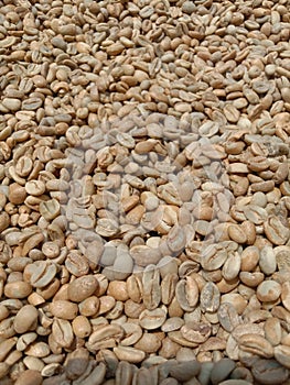 the process of drying coffee before rosting