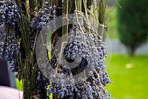 The process of drying lavender in bunches. The concept of healthcare, medicine,