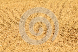 Process drying rice seed outdoor sun light