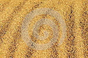 Process drying rice seed outdoor sun light