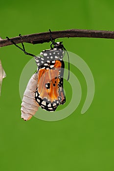 The process of eclosion(11/13 ) The butterfly try to drill out of cocoon shell, from pupa turn into butterfly