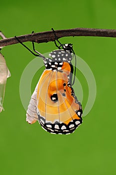 The process of eclosion(12/13 ) The butterfly try to drill out of cocoon shell, from pupa turn into butterfly