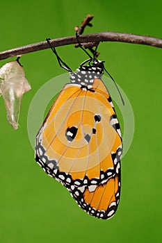 The process of eclosion(13/13 ) The butterfly try to drill out of cocoon shell, from pupa turn into butterfly