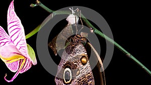 the process of emergence of Owl butterfly from the pupa, time lapse, the butterfly is born from the pupa and shakes its