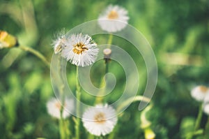 The process of ending the flowering of the coltsfoot plant on a sunny spring day