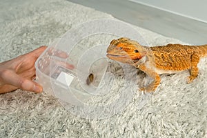 Process of feeding bearded agama dragon with cockroach, he is eating insects.