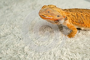 Process of feeding bearded agama dragon with cockroach, he is eating insects.