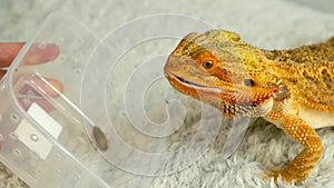 Process of feeding bearded agama dragon with cockroach, he is eating insects.