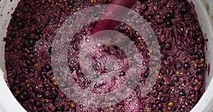 process fermentation grapes of red wine in a barrel