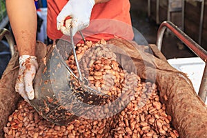 The process of fermenting fresh cocoa beans to make chocolate