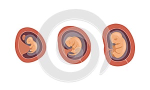 Process of Fetal Development or Embryological Stage Vector Set