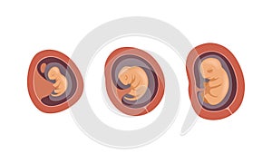 Process of Fetal Development or Embryological Stage Vector Set photo