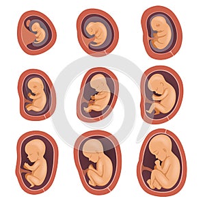 Process of fetal development. Pregnancy from 1st to 9th months. Flat vector design for educational book, infographic