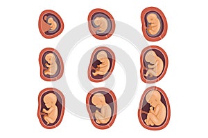 Process of fetal development. Pregnancy from 1st to 9th months. Flat vector design for educational book, infographic