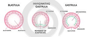 The process of gastrulation. Remnant of blastocoel, invaginating, endoderm, ectoderm,