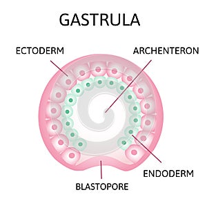 The process of gastrulation. Remnant of blastocoel, invaginating, endoderm, ectoderm,