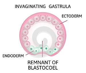 The process of gastrulation. Remnant of blastocoel, invaginating, endoderm, ectoderm,