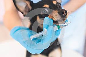 Process of giving a medicine injection to a small breed dog with a syringe, Veterinarian vet specialist in medical gloves holding