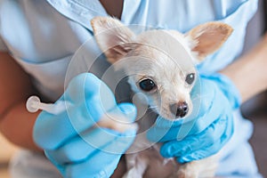 Process of giving a medicine injection to a tiny small breed little dog with a syringe, veterinarian vet specialist in medical