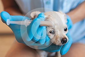 Process of giving a medicine injection to a tiny small breed little dog with a syringe, veterinarian vet specialist in medical