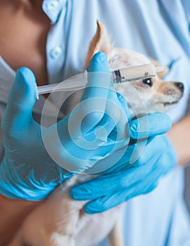 Process of giving a medicine injection to a tiny small breed little dog with a syringe, veterinarian vet specialist in medical