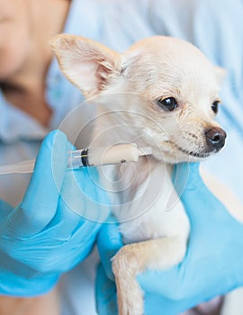 Process of giving a medicine injection to a tiny small breed little dog with a syringe, veterinarian vet specialist in medical