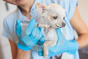 Process of giving a medicine injection to a tiny small breed little dog with a syringe, veterinarian vet specialist in medical
