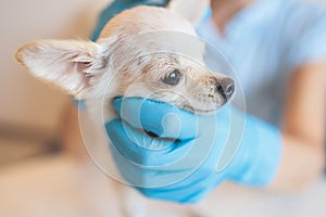 Process of giving a medicine injection to a tiny small breed little dog with a syringe, veterinarian vet specialist in medical