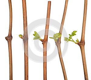 The process of growing grapes saplings from the vine