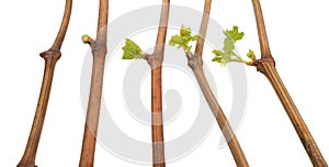 The process of growing grapes saplings from the vine