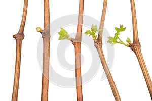 The process of growing grapes saplings from the vine