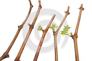 The process of growing grapes saplings from the vine